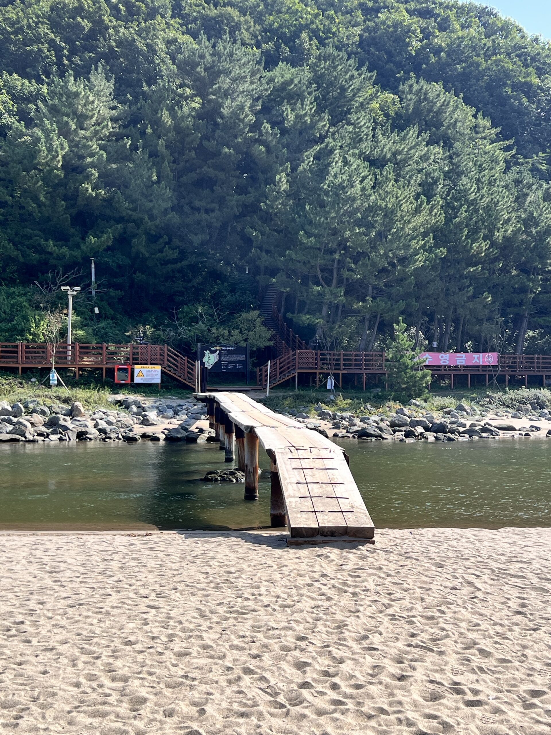 삼척 맹방해변 옆 개천을 건너는 나무다리와 소나무 숲